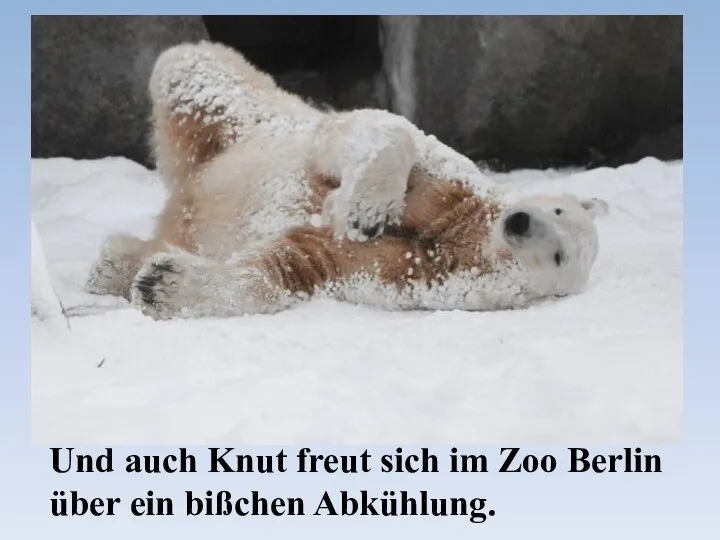 Und auch Knut freut sich im Zoo Berlin über ein bißchen Abkühlung.