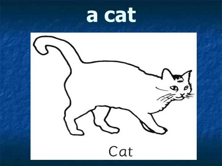 a cat