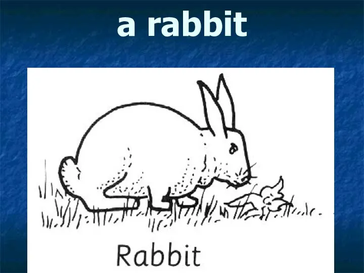 a rabbit