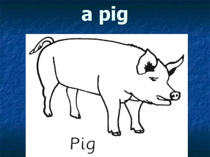 a pig