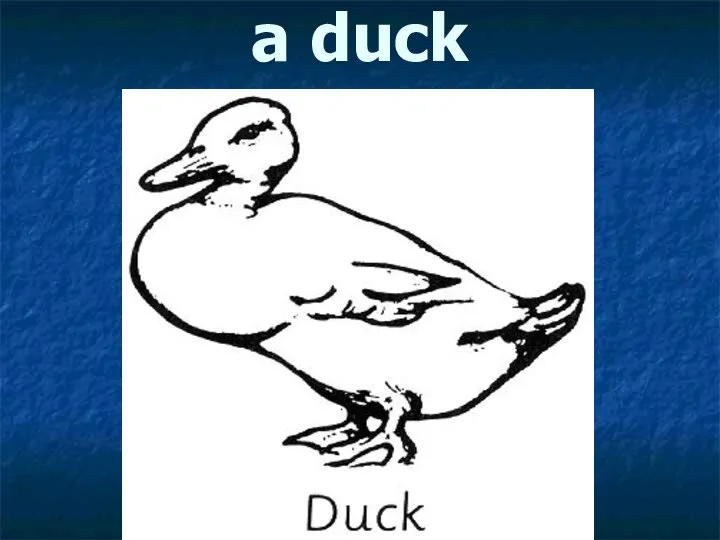 a duck