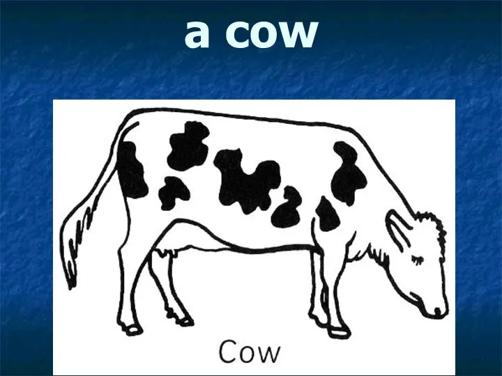 a cow