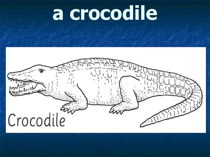 a crocodile