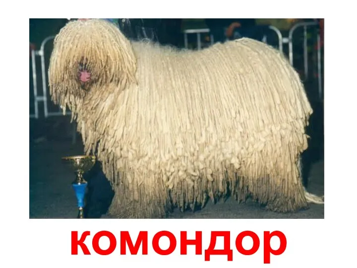 комондор