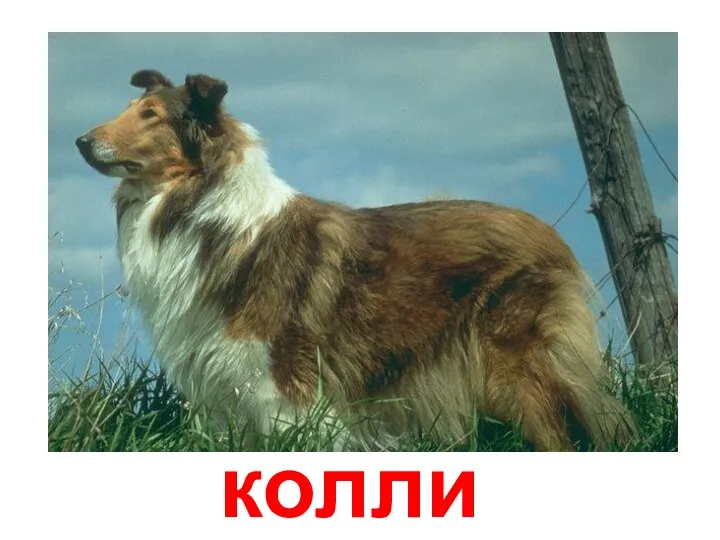 колли