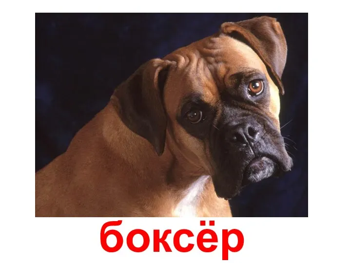 боксёр