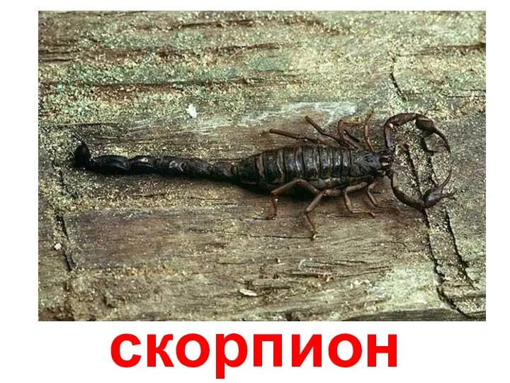 скорпион