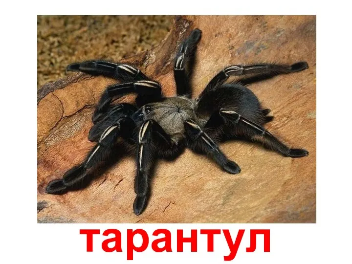 тарантул