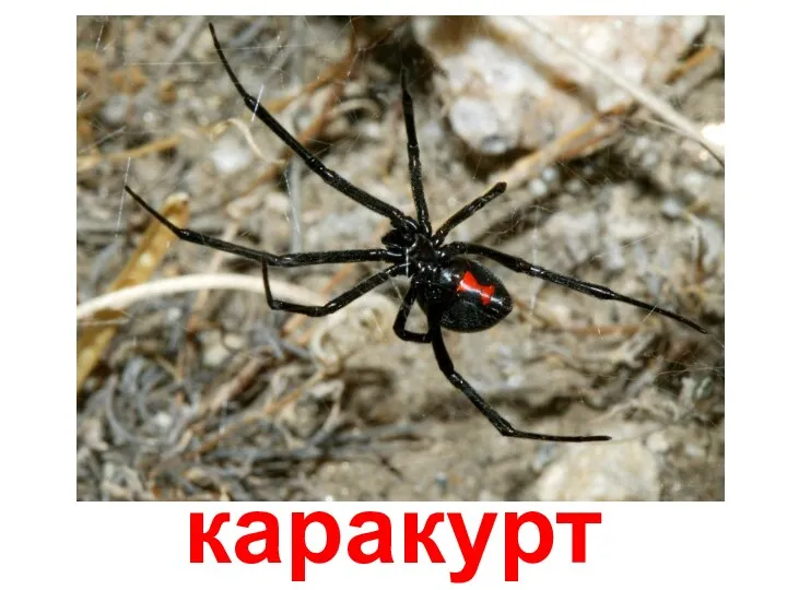 каракурт