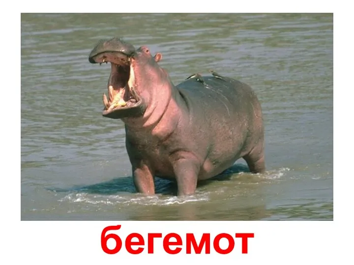 бегемот