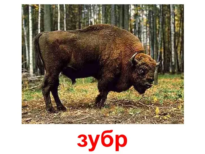 зубр