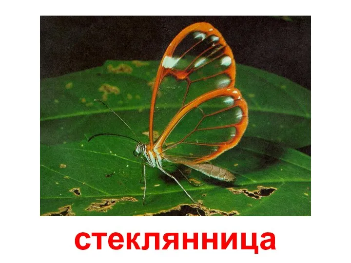 стеклянница