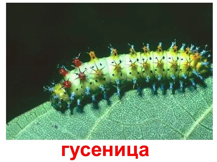 гусеница