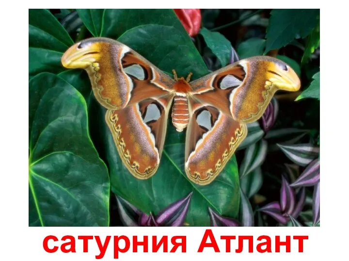 сатурния Атлант