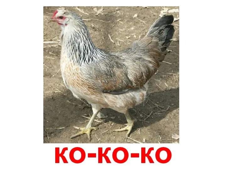 ко-ко-ко