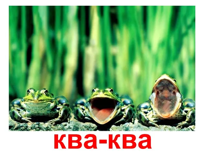 ква-ква