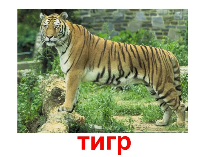 тигр