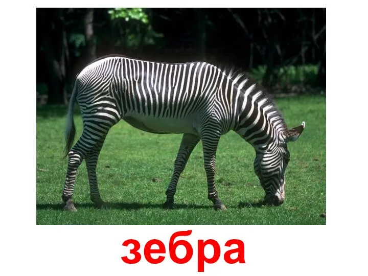 зебра