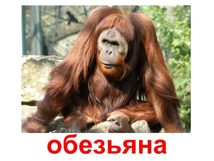 обезьяна