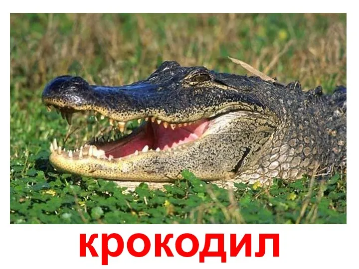 крокодил