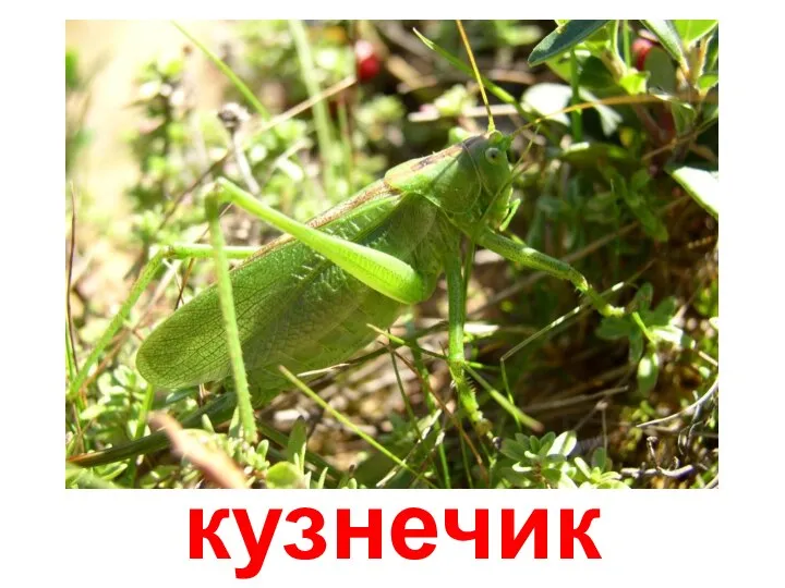 кузнечик