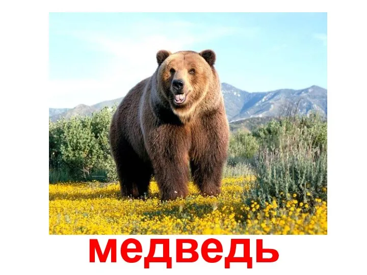 медведь