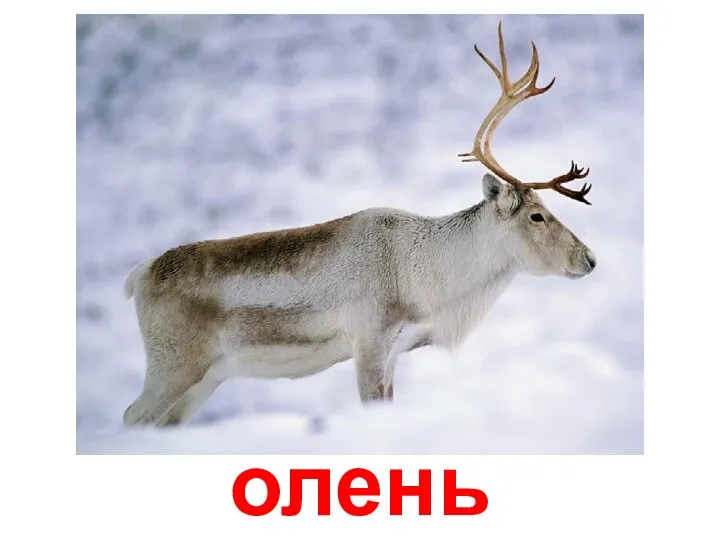 олень