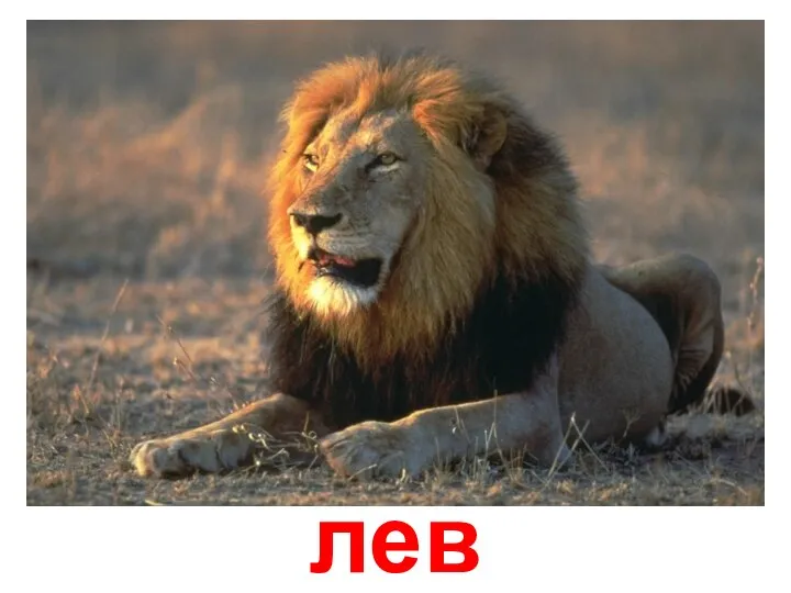 лев