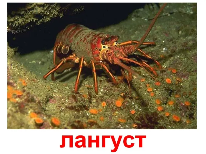 лангуст