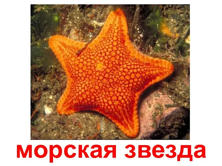 морская звезда