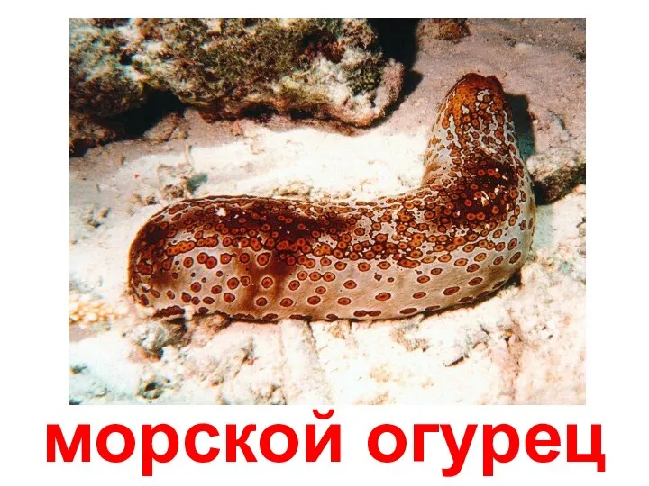 морской огурец