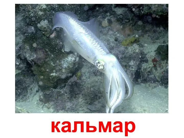 кальмар