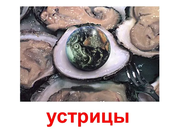 устрицы