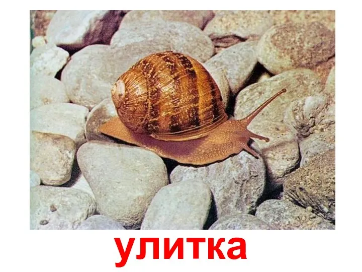 улитка