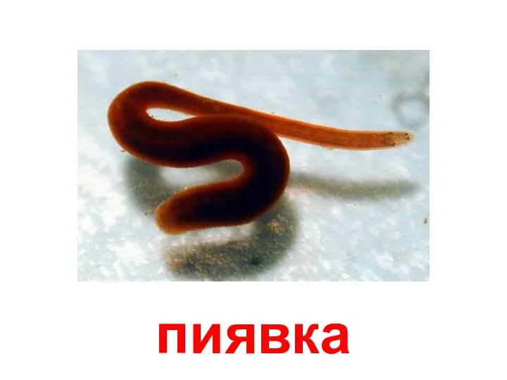 пиявка