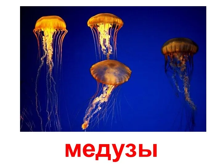 медузы