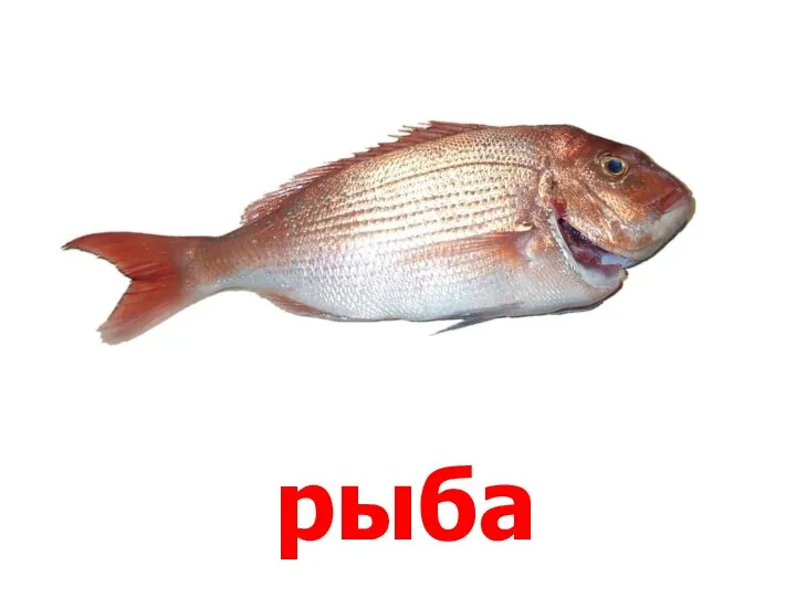 рыба