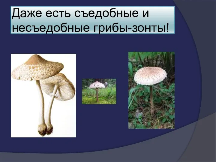 Даже есть съедобные и несъедобные грибы-зонты!
