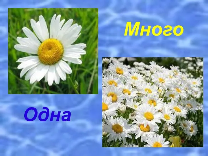 Одна Много