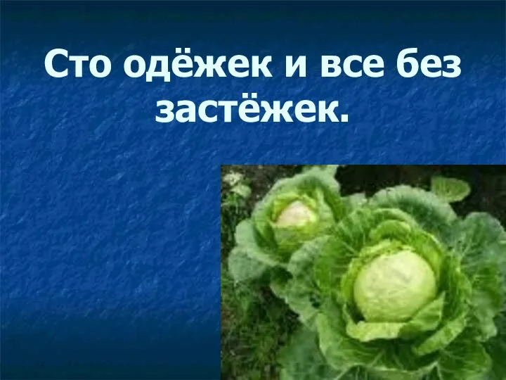 Сто одёжек и все без застёжек.