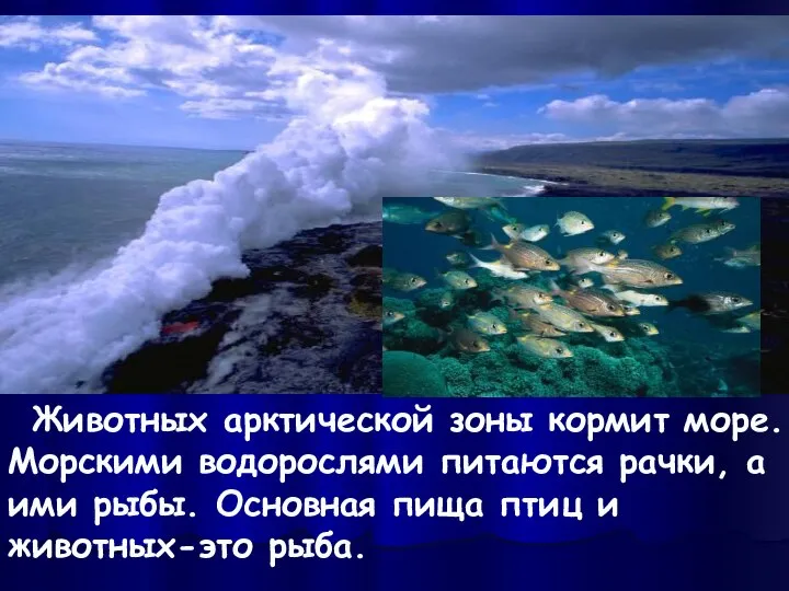 Животных арктической зоны кормит море. Морскими водорослями питаются рачки, а ими