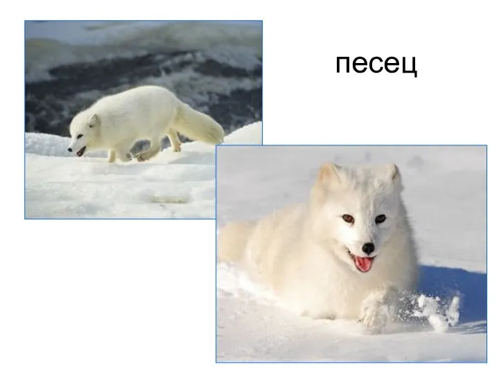 песец