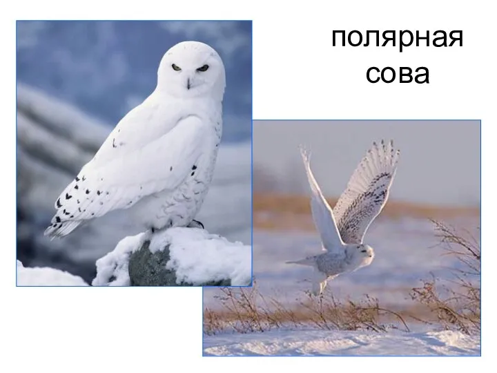 полярная сова