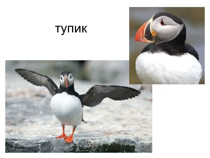 тупик