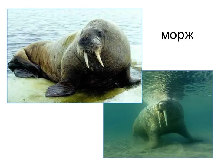 морж