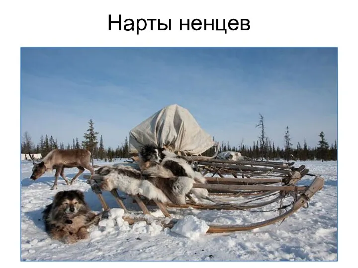 Нарты ненцев