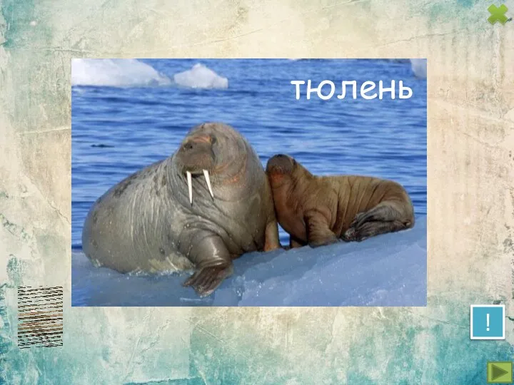 ! тюлень