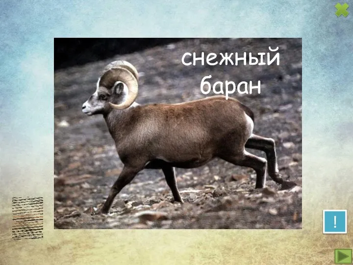 ! снежный баран