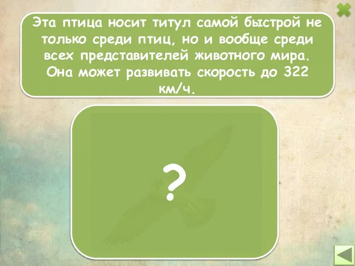 Эта птица носит титул самой быстрой не только среди птиц, но