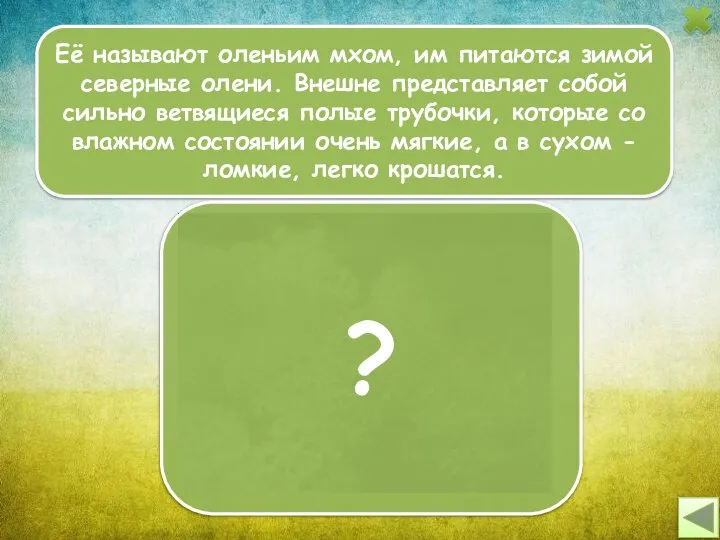 Её называют оленьим мхом, им питаются зимой северные олени. Внешне представляет